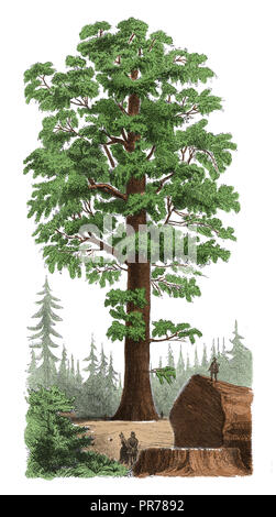 19th century illustration of Sequoiadendron giganteum, also known as giant sequoia, giant redwood, Sierra redwood, Sierran redwood, or Wellingtonia. P Stock Photo