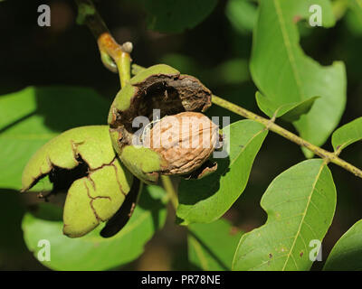 close up of ripe walnut on the branch of a tree Stock Photo