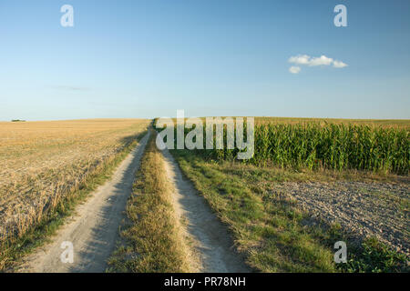 Rural long country road and green corn field, horizon and one white small cloud on blue sky Stock Photo