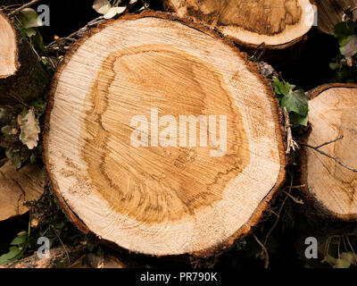 Cross section of a tree. Top view of tree rings Stock Photo