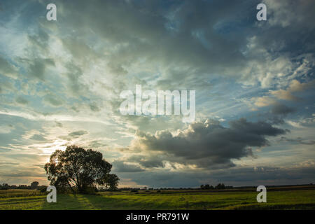 Sun behind a tree in the meadow and evening clouds Stock Photo