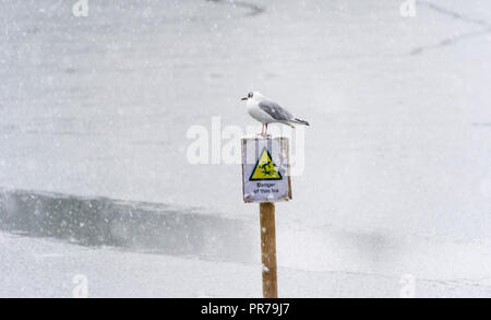 Young black headed gull standing on information sign on frozen lake Stock Photo