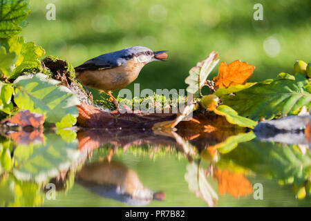 A European nuthatch foraging in autumn by a reflection pool in mid Wales Stock Photo