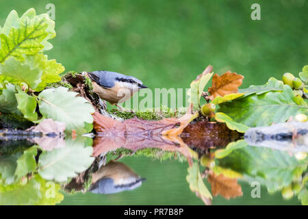 A European nuthatch foraging in autumn by a reflection pool in mid Wales Stock Photo