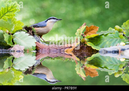 A European nuthatch foraging in autumn by a reflection pool in mid Wales Stock Photo