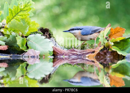 A European nuthatch foraging in autumn by a reflection pool in mid Wales Stock Photo