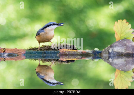 A European nuthatch foraging in autumn by a reflection pool in mid Wales Stock Photo