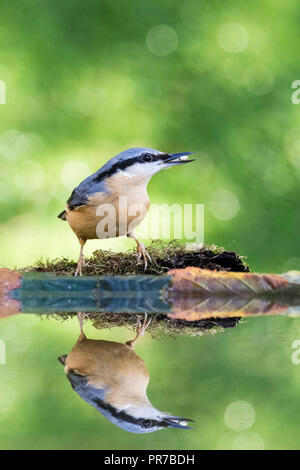 A European nuthatch foraging in autumn by a reflection pool in mid Wales Stock Photo