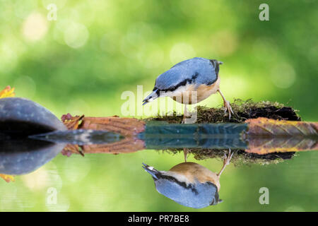 A European nuthatch foraging in autumn by a reflection pool in mid Wales Stock Photo