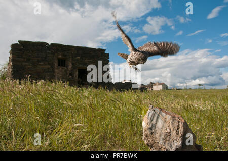 The little owl, nocturnal raptors, Athene noctua, flying,hunt near an old house, in the countryside Stock Photo