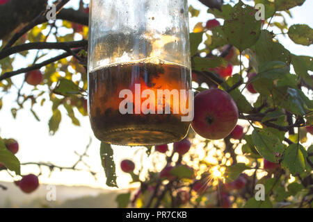 Death trap, Hornets trapped in a bottle on apple tree Stock Photo