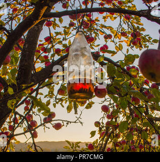 Death trap, Hornets trapped in a bottle on apple tree Stock Photo