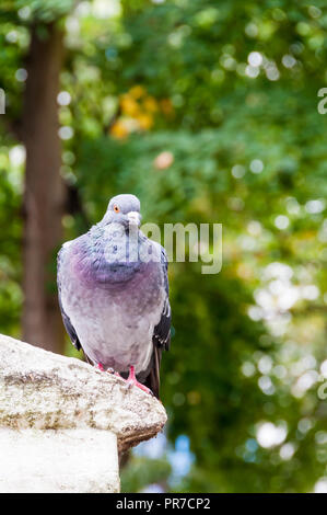 A London feral pigeon, Columba livia domestica Stock Photo