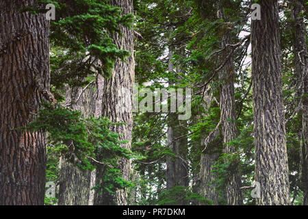 The scenic landscapes of the Elfin Lakes Trail in Whistler BC Canada. Stock Photo