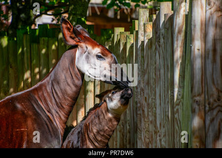 Baby Okapi with her mum on a sunny day Stock Photo