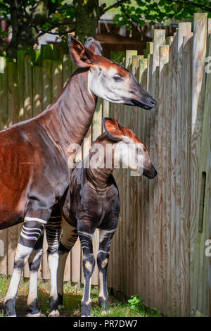 Baby Okapi with her mum on a sunny day Stock Photo