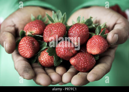 Hands holding freshly picked strawberries in the Cameron Highlands, Malaysia Stock Photo