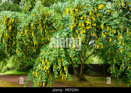 Pendulous yellow pea flowers of the poisonous Golden Chain Laburnum tree in the rain on the grounds of Cawdor Castle Scotland UK Stock Photo