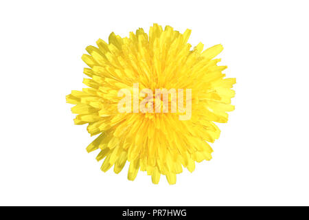 Yellow dandelion flower isolated on white background Stock Photo