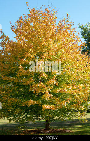 Kew, Richmond, GB. Yellow, orange and scarlet autumn coloured leaves of the Black Sugar Maple on a late and sunny September afternoon at Kew Gardens. Stock Photo