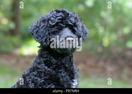 A black Portuguese Water Dog puppy - head and shoulders outside in Fall Stock Photo