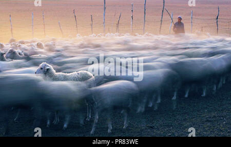 Beijing, China's Hebei Province. 28th Sep, 2018. A herdsman drives sheep into the sheepfold at the Saihanba grassland in Chengde, north China's Hebei Province, Sept. 28, 2018. Credit: Pan Zhengguang/Xinhua/Alamy Live News Stock Photo