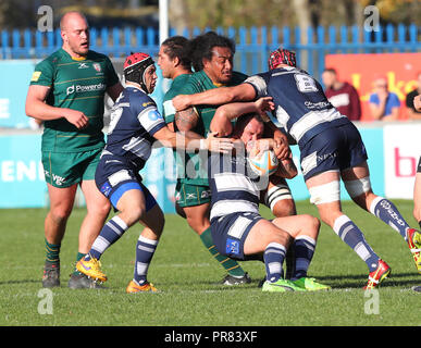 Coventry, UK. 29th Sept 2018. Rugby Union.   Coventrys hooker Phil Nilsen takes the ball into contact during the Greene King Championship match played between Coventry and London Irish rfc at the Butts Park Arena, Coventry.  © Phil Hutchinson/Alamy Live News Stock Photo