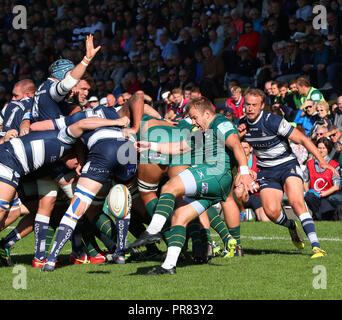 Coventry, UK. 29th Sept 2018. Rugby Union.     Scott Steele kicks for position during the Greene King Championship match played between Coventry and London Irish rfc at the Butts Park Arena, Coventry.  © Phil Hutchinson/Alamy Live News Stock Photo