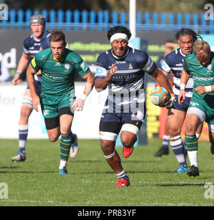 Coventry, UK. 29th Sept 2018. Rugby Union.    Jack Ram on the charge for Coventry during the Greene King Championship match played between Coventry and London Irish rfc at the Butts Park Arena, Coventry.  © Phil Hutchinson/Alamy Live News Stock Photo