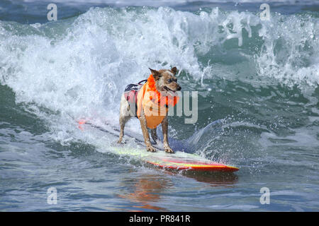 Huntington Beach, California, USA. 29th, September, 2018. Skyler, the surfing dog, rides the wave at the 10th Annual Surf City Surf Dog Competition held at Huntington Dog Beach in Huntington Beach, California on September 29, 2018.  Credit: Sheri Determan/Alamy Live News Stock Photo