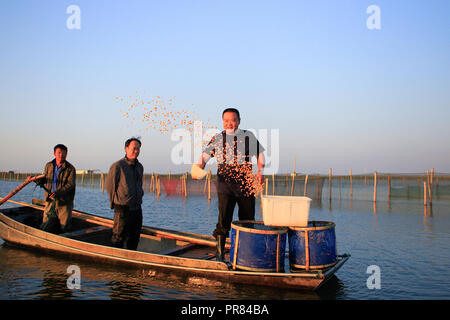 Crab cultivator Ji Jiang (1st R) feeds hairy crabs at his cultivation base on Yangcheng Lake at Bacheng Township, Kunshan City, east China's Jiangsu Province, Sept. 29, 2018. Ji Jiang, born in 1966, is a Yangcheng Lake hairy crab cultivator at Bacheng Town of Jiangsu. Having been in the trade for 15 years, he has accumulated experience in the cultivation of hairy crabs and became famous in Bacheng. Stock Photo