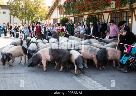 Stuttgart, Germany. 30 September 2018. As part of the 200th anniversary celebration of the Cannstatter Volksfest, pigs run through the Cannstatter Wasen. Credit: dpa picture alliance/Alamy Live News Stock Photo