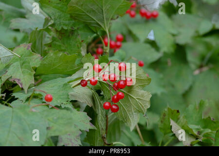 Oxford Island, Lough Neagh, Northern Ireland.30 September 2018. A windy autumn day with a strong north-westerly wind, periods of sunshine and squally showers. Autumn berries. Credit: David Hunter/Alamy Live News. Stock Photo