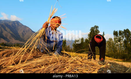 September 28, 2018 - Non-local workers harvest rice by cutting the rice stalks at paddy fields in the outskirts of Srinagar, in Indian Administered Kashmir on 28 September 2018. Rice is the staple food in the Kashmir valley and is still the principal crop cultivated in the area although more frequent droughts and scarcer rainfall together with limited irrigation infrastructures have reduced this year rice yield. The autumn season marks the paddy harvesting period in Kashmir where rice cultivation is also an integral component of the cultural heritage of the state (Credit Image: © Muzamil Matto Stock Photo