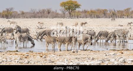 A herd of Burchell's zebra gathered at a waterhole in Etosha National Park, Namibia, during the dry season. Stock Photo