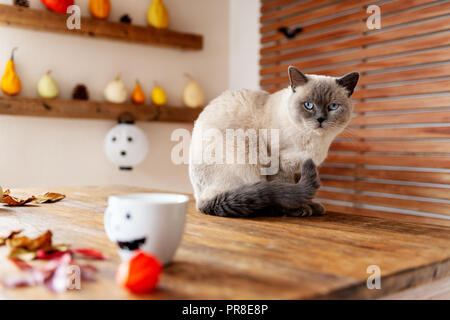 Gorgeous pet cat sitting on table in halloween theme decorated living room. Lifestyle Halloween season family house interior. Stock Photo