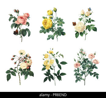 Set of 19th century illustrations of Rosa centifolia, Yellow rose, Tea rose, Rose Adelaide d'Orleans, Rose Of Bancks, Pompon rose. Engraved by Pierre- Stock Photo