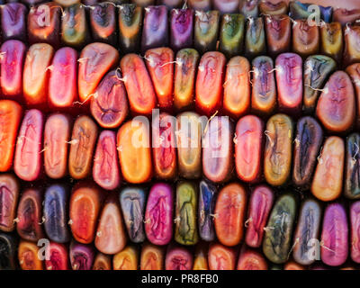 Close up image of colorful corn cobs top down view Stock Photo