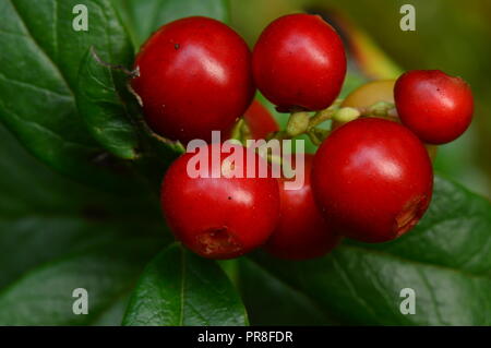 Bunch of red ripe berries cranberries in green cowberry leaves in the morning sun Stock Photo