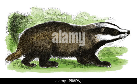 19th century illustration of a badger - short-legged omnivores in the family Mustelidae which also includes the otters, polecats, weasels and wolverin Stock Photo