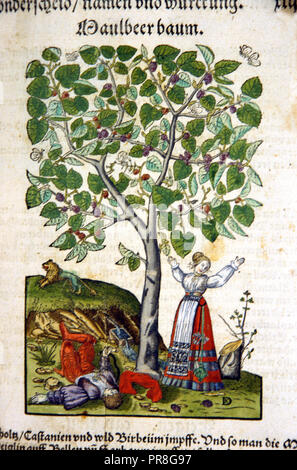 Illustration of a scene from the Pyramus and Thisbe myth as described by Ovid. Thisbe arrives at the mulberry tree and throws up her arms at the sight of the dying Pyramus who lies next to the tree. The handle of a knife protrudes from his chest. Butterflies fly amidst the leaves of the fruitful tree and the lion is shown running away in the distance. Stock Photo
