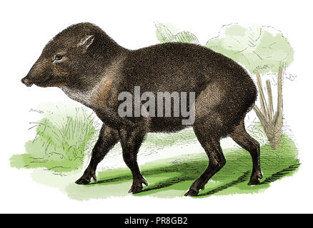 19th century illustration of a peccary (also javelina or skunk pig) is a medium-sized hoofed mammal, found in the southwestern area of North America a Stock Photo