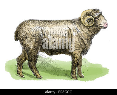 19th century illustration of a sheep. Published in Systematischer Bilder-Atlas zum Conversations-Lexikon, Ikonographische Encyklopaedie der Wissenscha Stock Photo