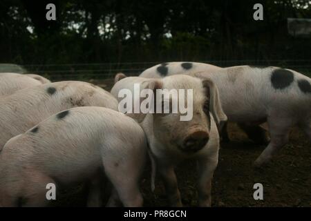 Gloucester Old Spot piglets Stock Photo