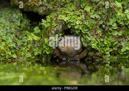 Water Vole (Arvicola amphibius), Kent, UK. In drainage pipe. May 2015 Stock Photo