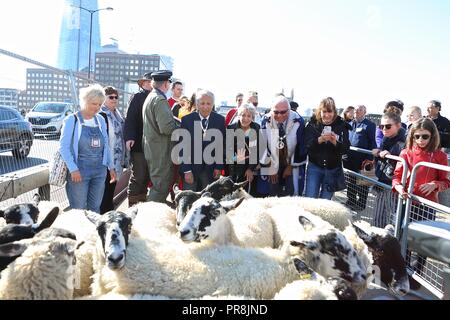 ALAN TITCHMARSH DRIVES THE SHEEP OVER LONDON BRIDGE 2018 Stock Photo