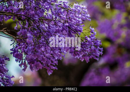 Jacaranda a purple flowered tree in Pretoria in Spring October Stock Photo