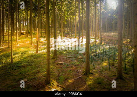 AERIAL: Golden evening sun rays shine on tall spruce trees Stock Photo