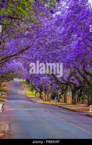 Jacaranda a purple flowered tree in Pretoria in Spring October Stock Photo