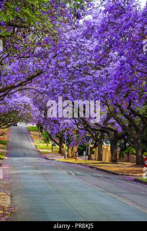 Jacaranda a purple flowered tree in Pretoria in Spring October Stock Photo
